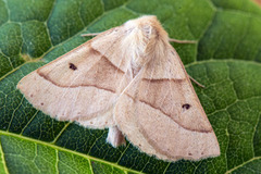 Bølgemåler (Crocallis elinguaria)