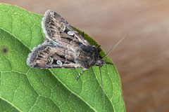 White-line Dart (Euxoa tritici)