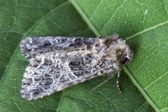 Mørkt nellikfly (Hadena bicruris)