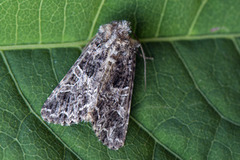 Mørkt nellikfly (Hadena bicruris)