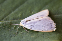 Four-dotted Footman (Cybosia mesomella)