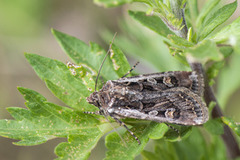 White-line Dart (Euxoa tritici)