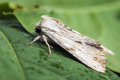 Hvitt strandengfly (Apamea lithoxylaea)