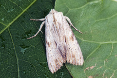 Hvitt strandengfly (Apamea lithoxylaea)