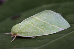 Eikebåtfly (Bena bicolorana)