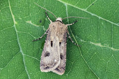 Heart and Dart (Agrotis exclamationis)