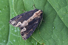 Bird's Wing (Dypterygia scabriuscula)