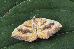 Yellow Shell (Camptogramma bilineata)
