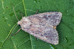 Teglrødt engfly (Apamea lateritia)