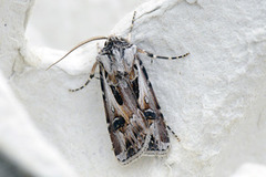 Fagerjordfly (Agrotis vestigialis)