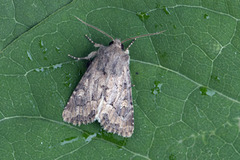 Blekt stengelfly (Luperina testacea)