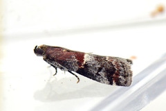 Slåpetornsmalmott (Acrobasis marmorea)