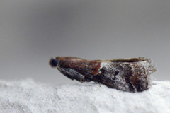 Slåpetornsmalmott (Acrobasis marmorea)