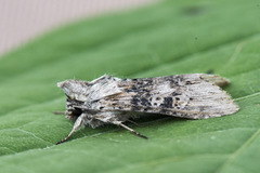 The Wormwood (Cucullia absinthii)