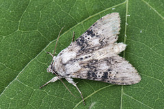 The Wormwood (Cucullia absinthii)