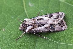 Archer's Dart (Agrotis vestigialis)