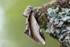 Bjørketannspinner (Pheosia gnoma)