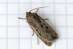 Square-spot Dart (Euxoa obelisca)