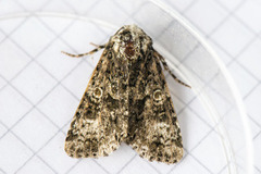 The Coronet (Craniophora ligustri)