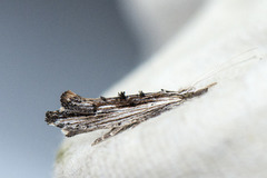 Ypsolopha scabrella