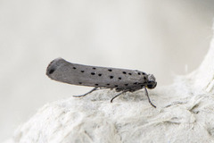 Smørbukkspinnmøll (Yponomeuta sedella)