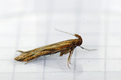 Metzneria neuropterella