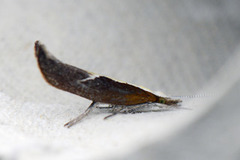 Honeysuckle Moth (Ypsolopha dentella)