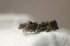 Diamond-back Marble (Eudemis profundana)