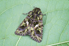 Orache Moth (Trachea atriplicis)