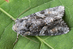 Beautiful Brocade (Lacanobia contigua)