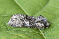 Beautiful Brocade (Lacanobia contigua)