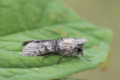 The Wormwood (Cucullia absinthii)
