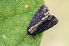 Bird's Wing (Dypterygia scabriuscula)