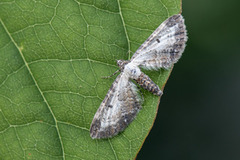 Burotdvergmåler (Eupithecia succenturiata)