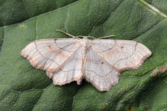 Flikengmåler (Idaea emarginata)