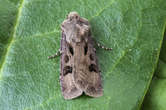 Heart and Dart (Agrotis exclamationis)