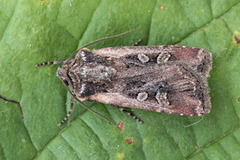 White-line Dart (Euxoa tritici)