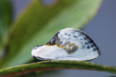 Slåpetornsigdvinge (Cilix glaucata)