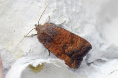 Least Yellow Underwing (Noctua interjecta)