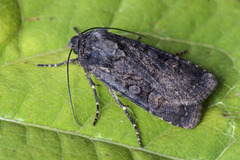 Garden Dart (Euxoa nigricans)