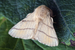 The Lackey (Malacosoma neustria)