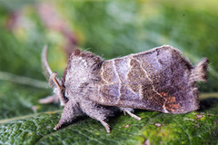 Small Chocolate-tip (Clostera pigra)