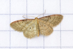 Strandengmåler (Idaea humiliata)