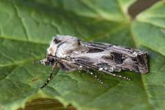 Archer's Dart (Agrotis vestigialis)