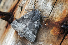 Pale Eggar (Trichiura crataegi)