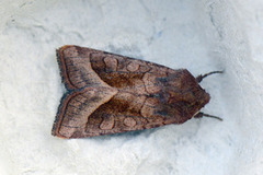 Brunt stengelfly (Hydraecia micacea)