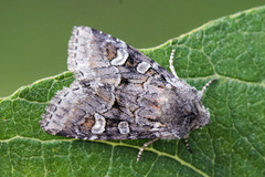 Rotstrekvierfly (Brachylomia viminalis)