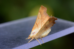 Askeflikmåler (Ennomos fuscantaria)