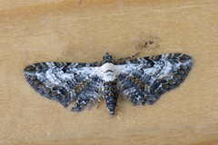 Burotdvergmåler (Eupithecia succenturiata)