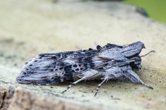 The Wormwood (Cucullia absinthii)